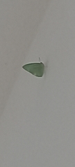 Catopsilia florella