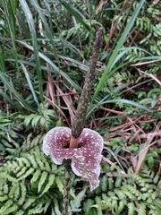Amorphophallus kiusianus