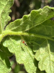 Tupiocoris californicus
