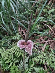 Amorphophallus kiusianus