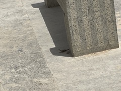 Trachylepis quinquetaeniata