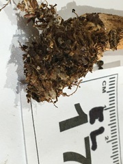 Cortinarius perfoetens