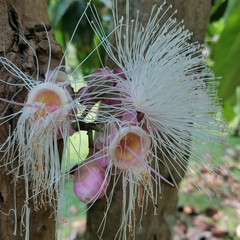Syzygium formosum