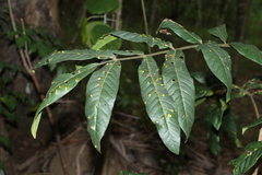 Flindersia schottiana