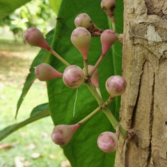 Syzygium formosum