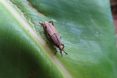 Sphenocorynes kosempoensis