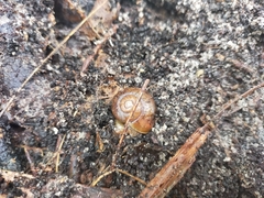 Annabellia assimilans