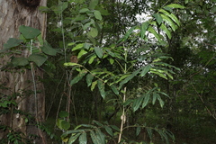 Flindersia schottiana