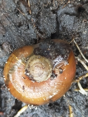 Annabellia assimilans