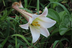 Lilium longiflorum scabrum