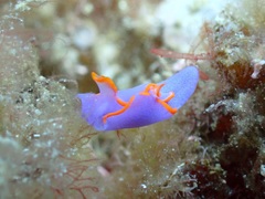 Sagaminopteron ornatum