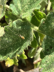 Tupiocoris californicus