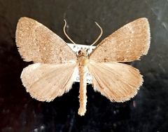 Pachycnemia tibiaria