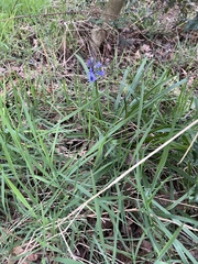 Hyacinthoides non-scripta