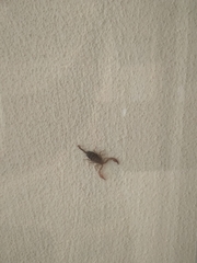 Euscorpius