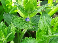 Veronica crista-galli