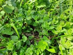 Veronica crista-galli