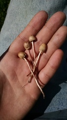 Panaeolopsis