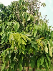 Syzygium formosum
