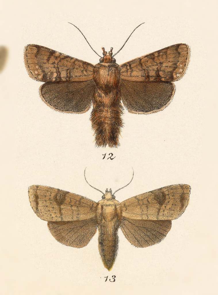 Eriopyga moesta