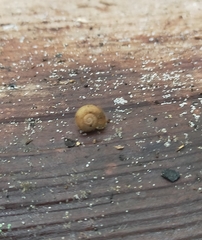 Austrochloritis iluka