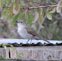 Colluricincla harmonica strigata