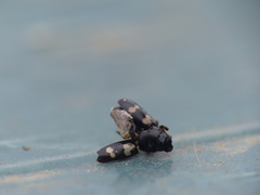 Glischrochilus quadriguttatus