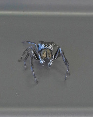 Euryattus