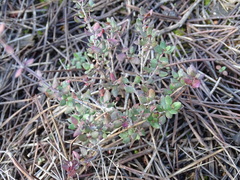 Thymus piperella
