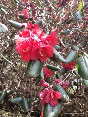 Rhododendron thomsonii