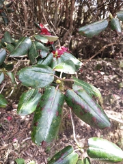 Rhododendron thomsonii