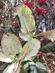 Rhododendron thomsonii