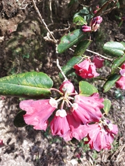 Rhododendron thomsonii