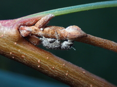 Floresianus sordidus