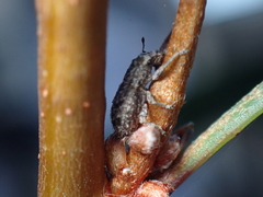 Floresianus sordidus