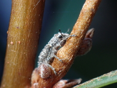 Floresianus sordidus