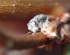Floresianus sordidus