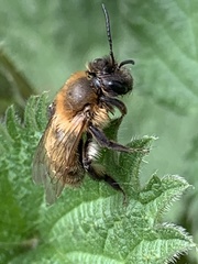 Andrena scotica
