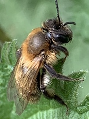 Andrena scotica