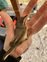 Curruca cantillans albistriata