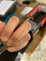 Curruca cantillans albistriata