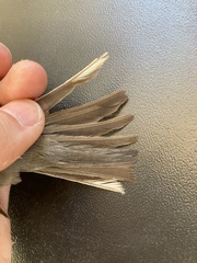 Curruca cantillans albistriata