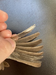 Curruca cantillans albistriata