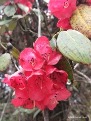 Rhododendron thomsonii