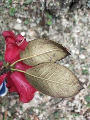 Rhododendron thomsonii