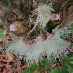Syzygium formosum