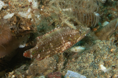 Oxycheilinus celebicus
