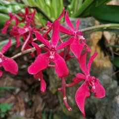 Renanthera