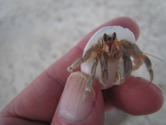 Coenobita perlatus