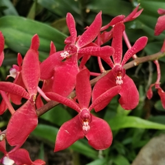 Renanthera